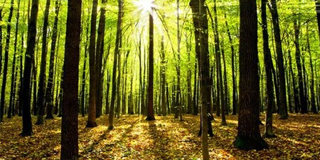 Vista sulla foresta
