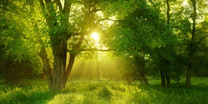 Foresta all'alba 
